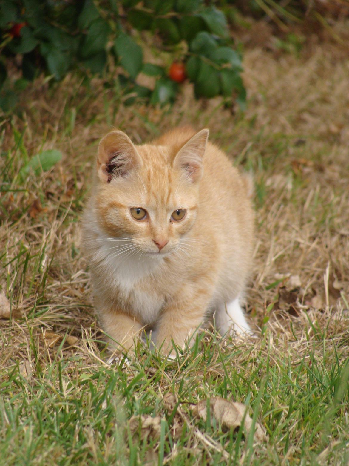 Huskat Hutson billede 3