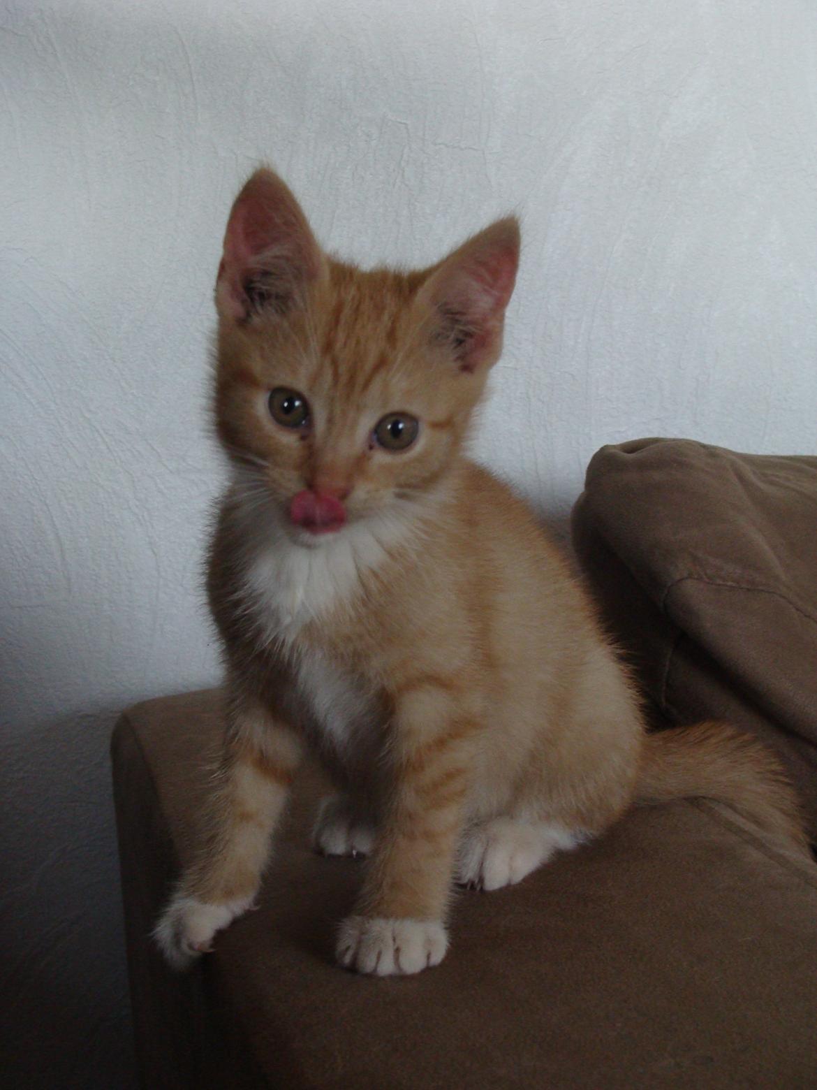 Huskat Hutson billede 5