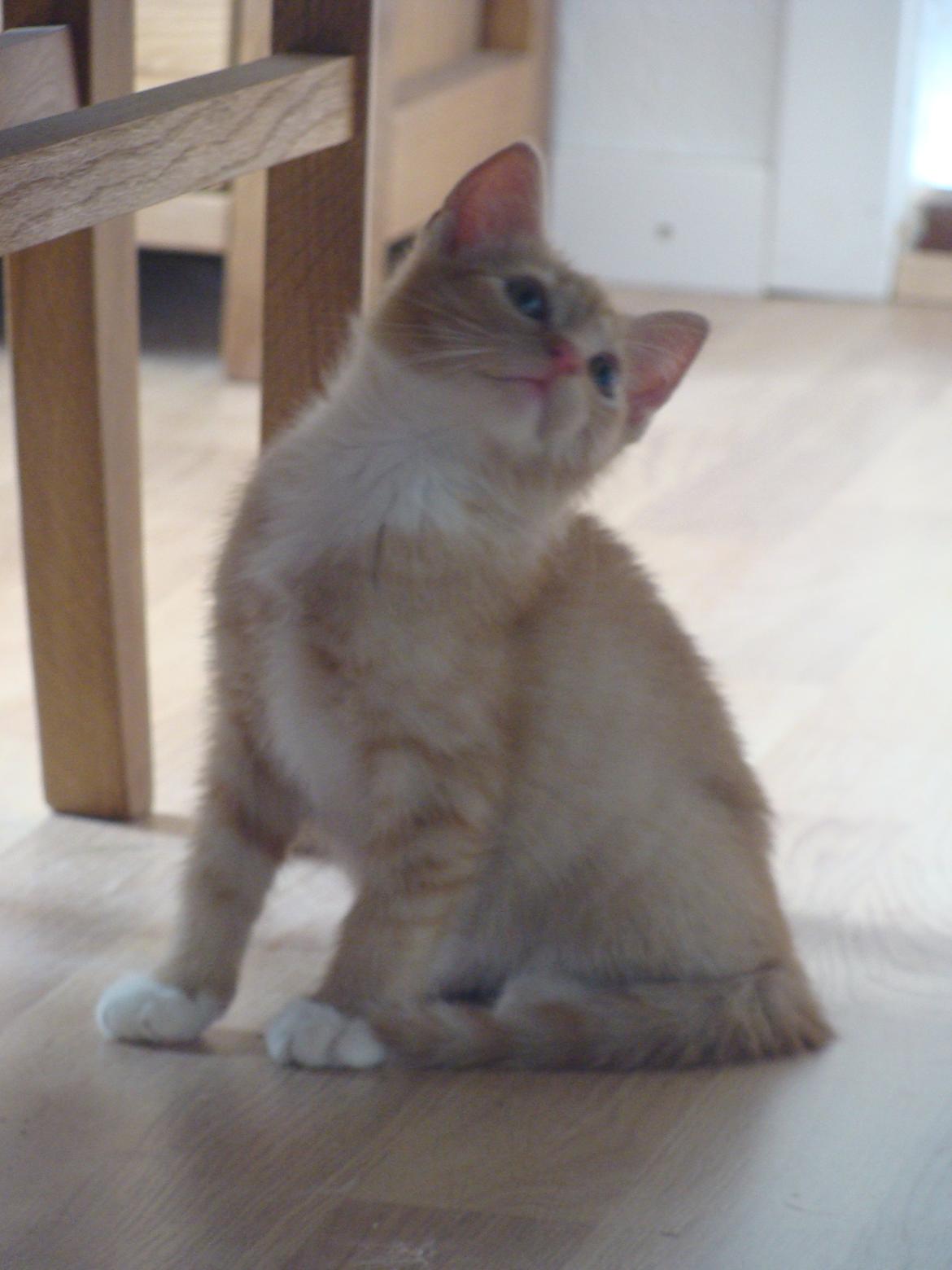 Huskat Hutson billede 6