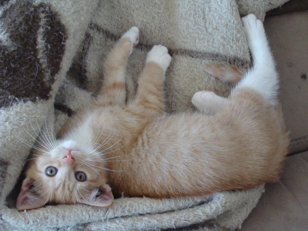 Huskat Hutson billede 7