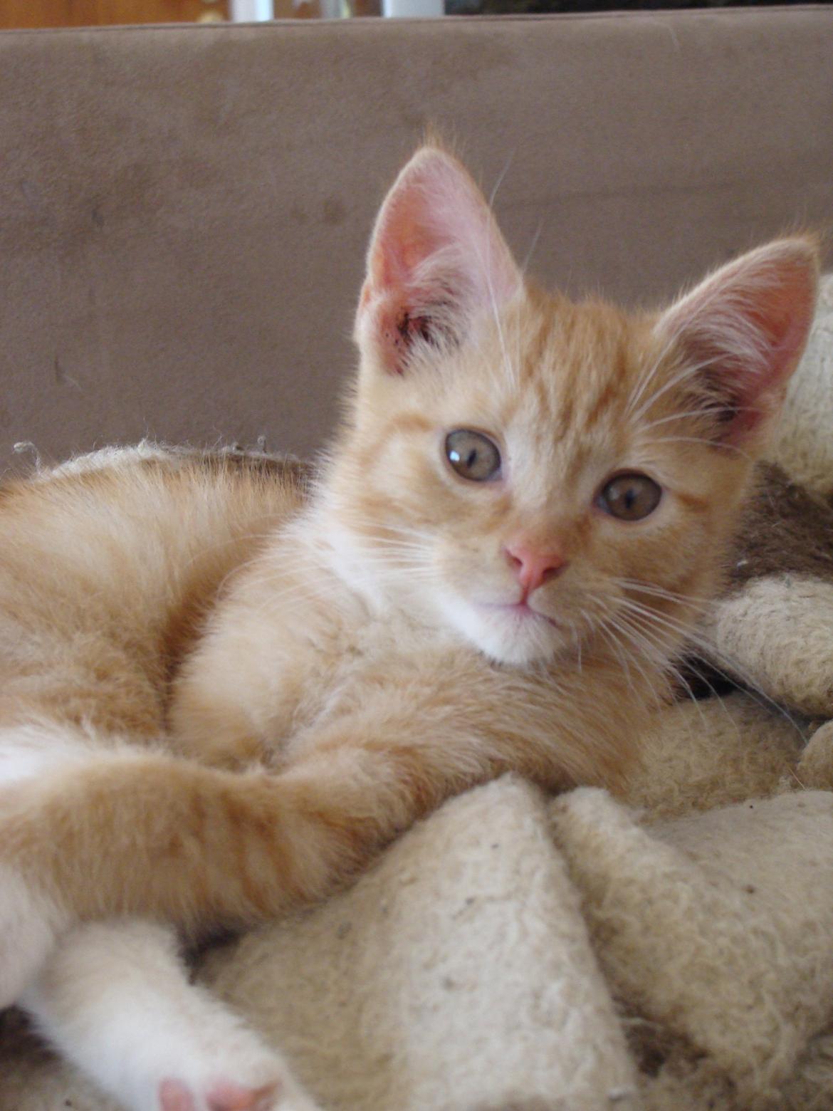 Huskat Hutson billede 8