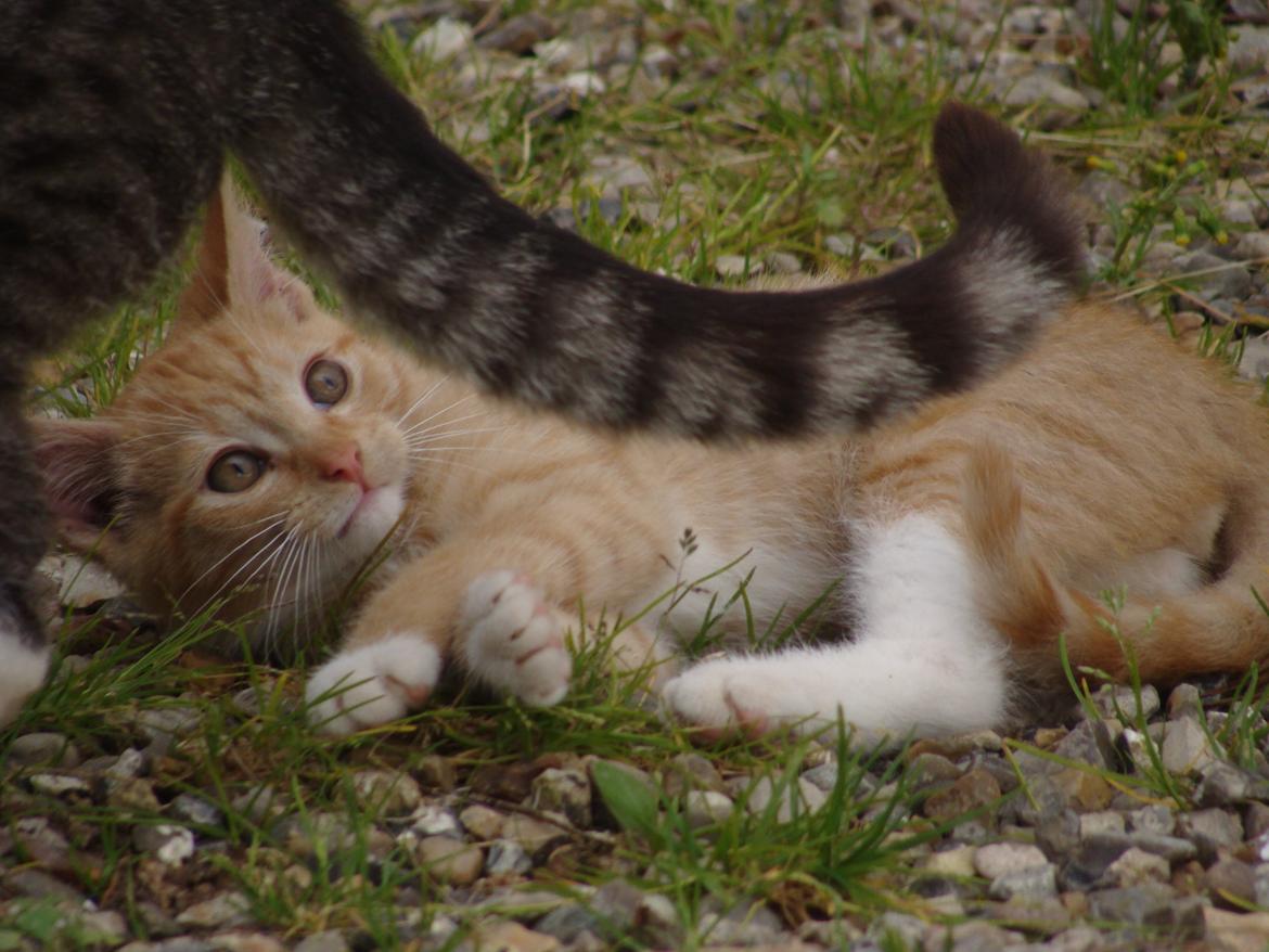 Huskat Hutson billede 9