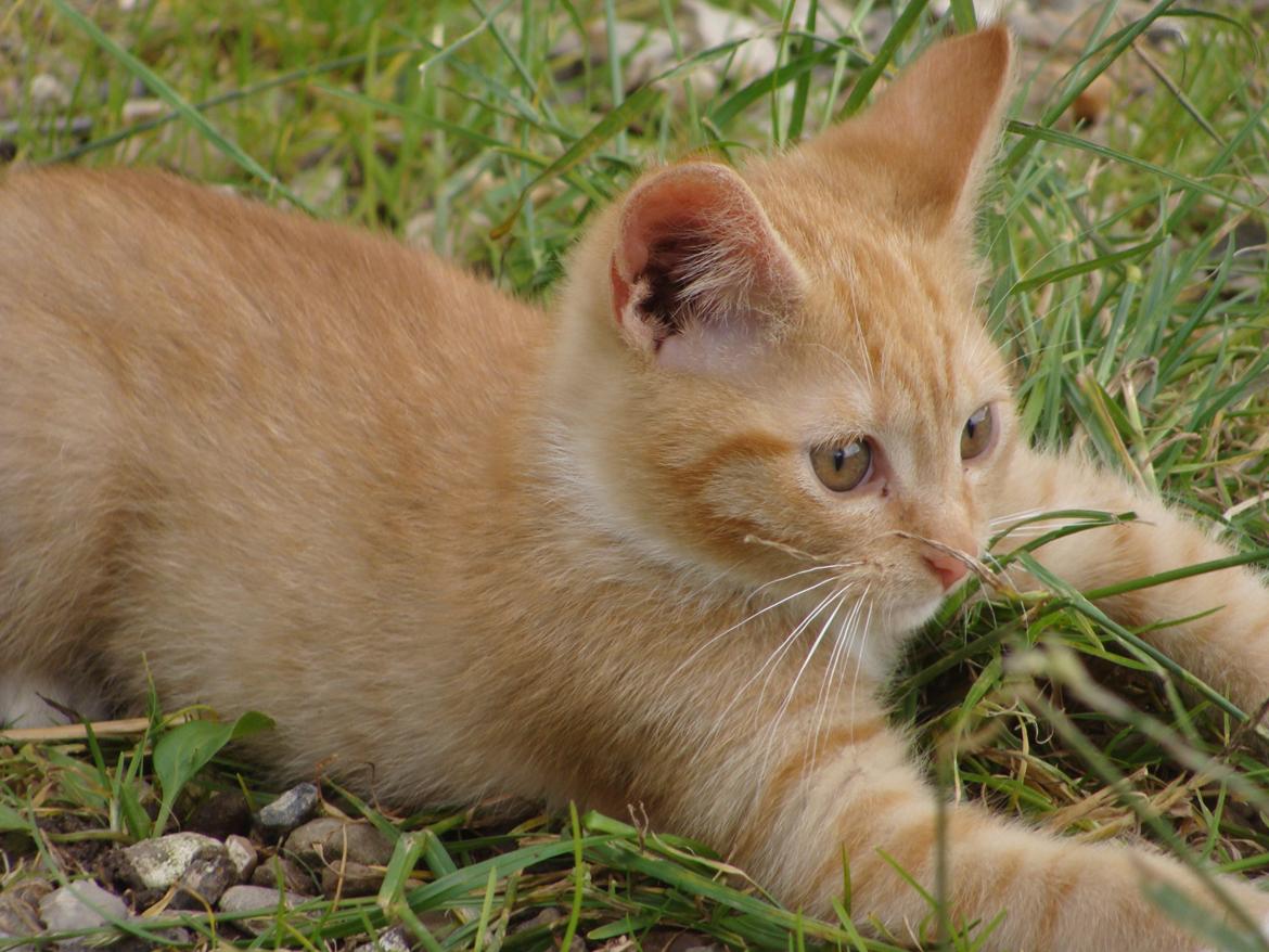 Huskat Hutson billede 11