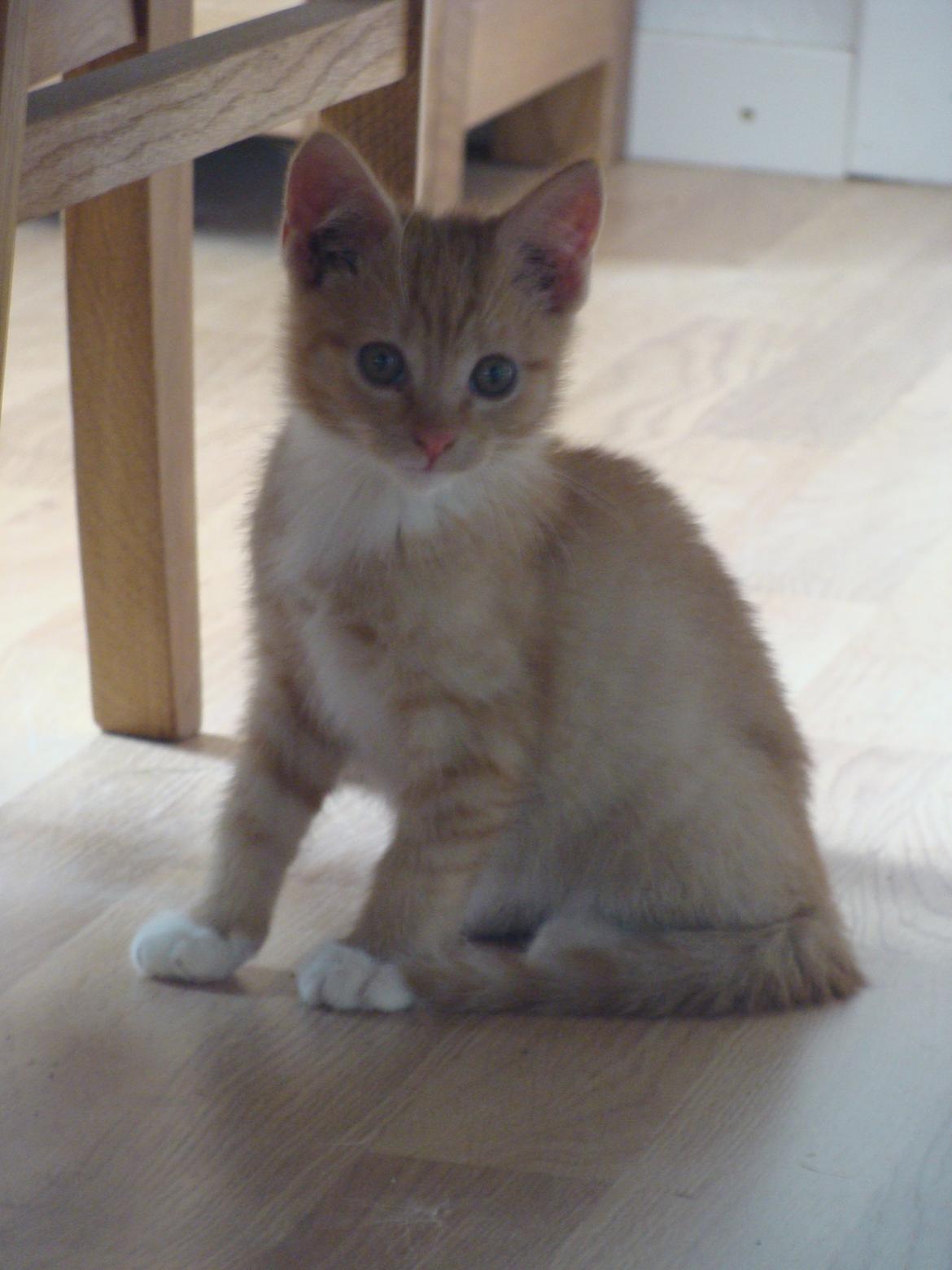 Huskat Hutson billede 15