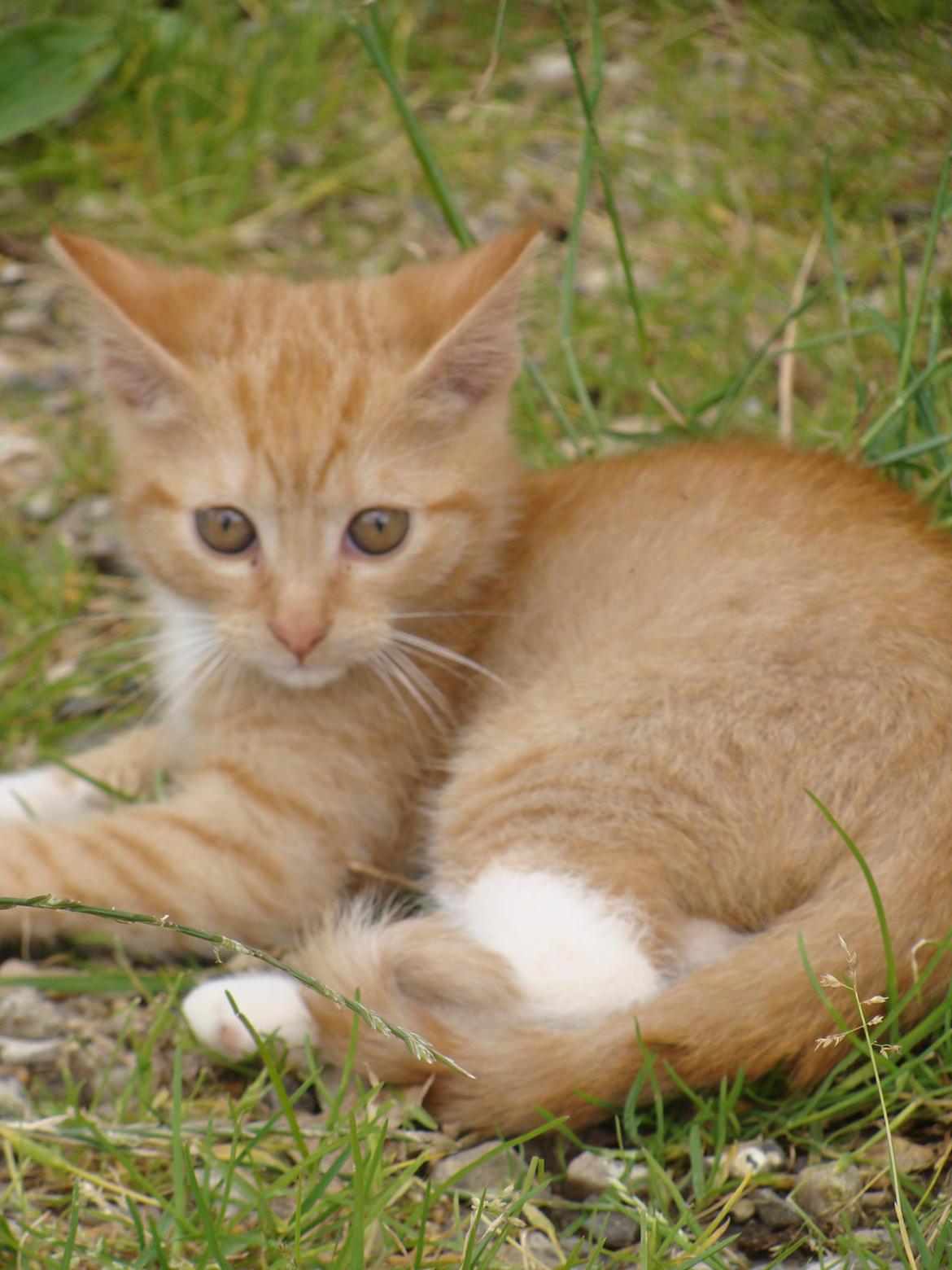 Huskat Hutson billede 16