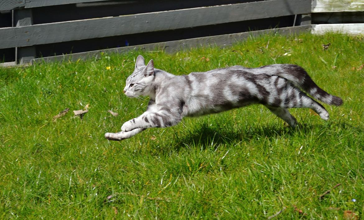 Europé Eife's Ebenezar McCoy - Fuld fart på - 7 måneder billede 6