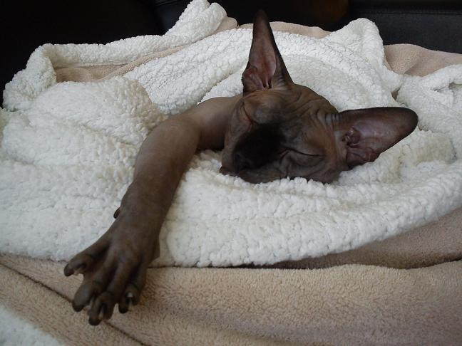 Sphynx Lukaz - Såååe træt..  billede 9