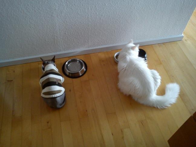 Sphynx Lukaz - Lille Lukaz og store Sazi. Sødt par :p  billede 11