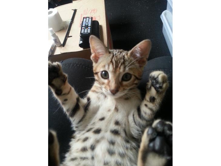 {{currentPhoto.altText}} billede {{currentPhoto.number}}