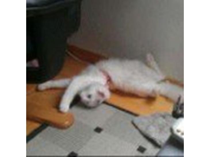 {{currentPhoto.altText}} billede {{currentPhoto.number}}