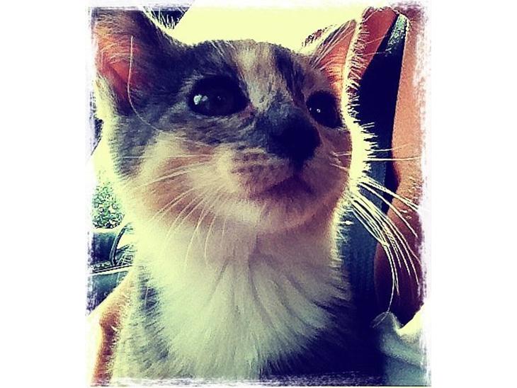Huskat Astrid billede 1