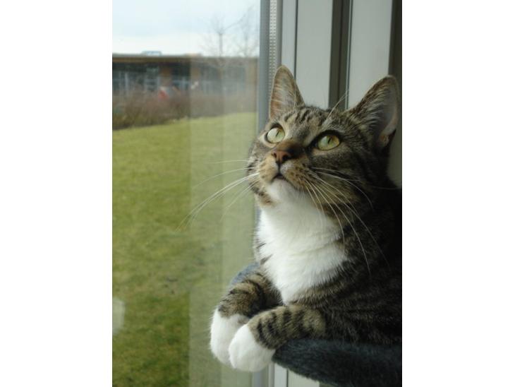 Huskat Zera billede 1