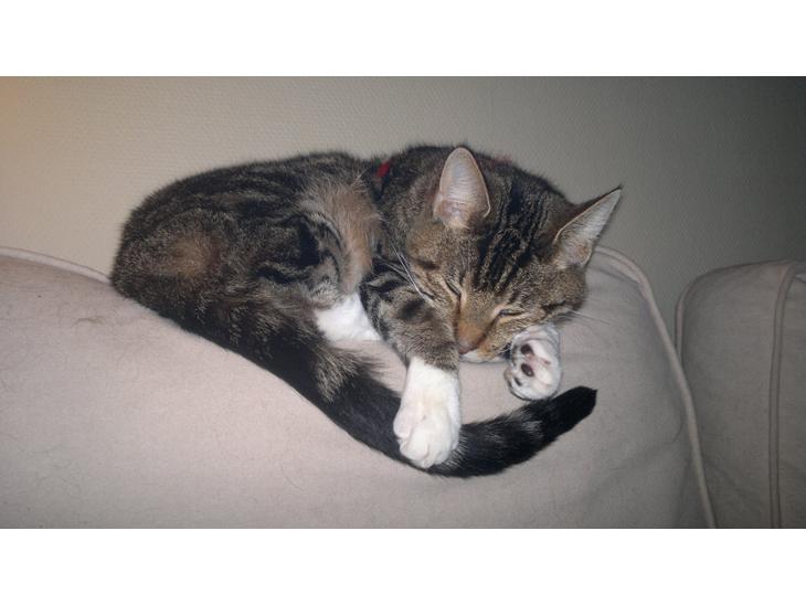 {{currentPhoto.altText}} billede {{currentPhoto.number}}