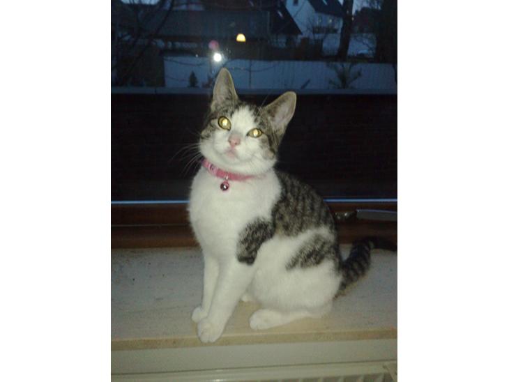 {{currentPhoto.altText}} billede {{currentPhoto.number}}