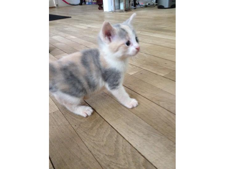 Huskat Chloe billede 1