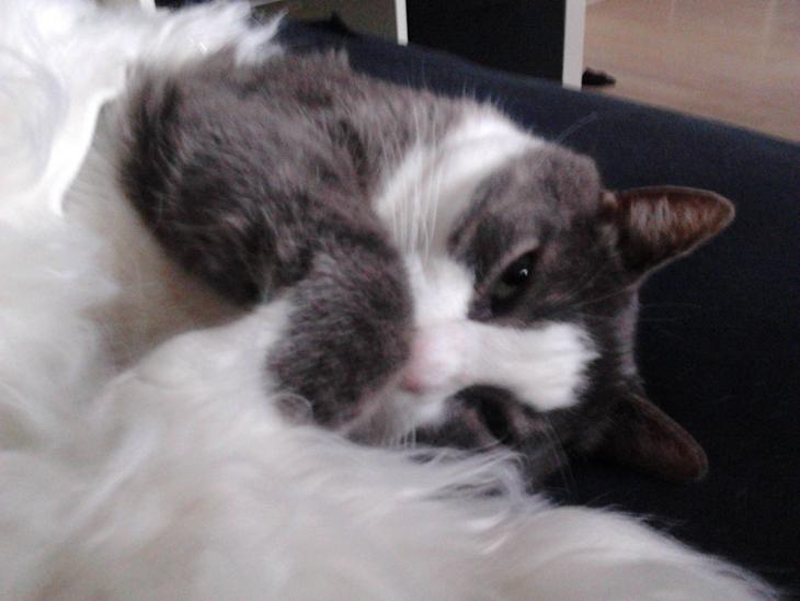 {{currentPhoto.altText}} billede {{currentPhoto.number}}