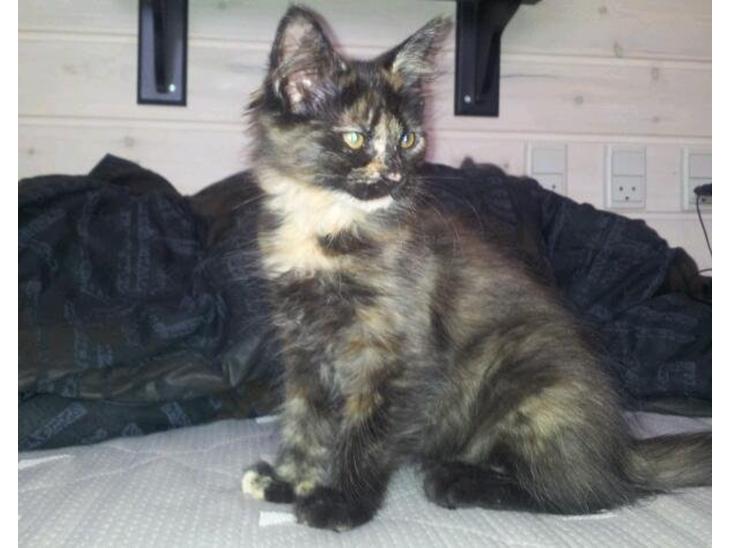 Maine Coon R.I.P Askepot 17-12-12 billede 1