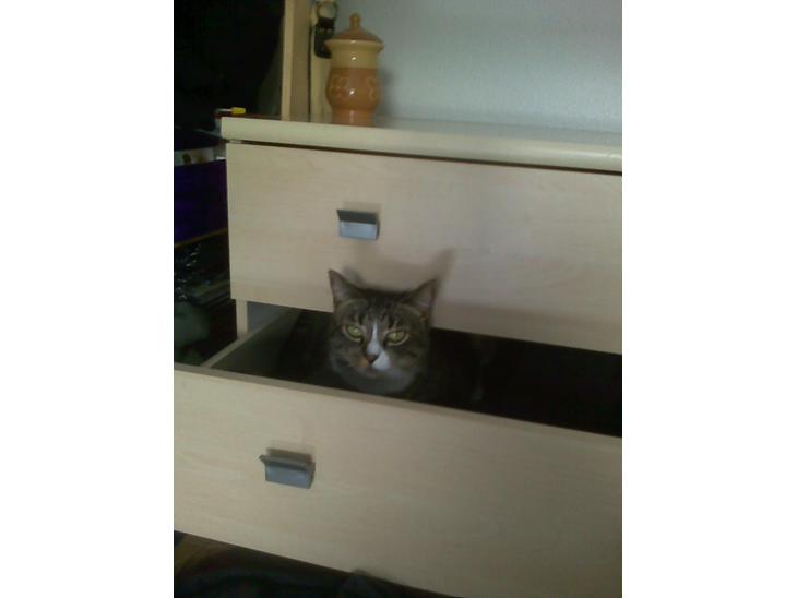 Huskat Lillen billede 1