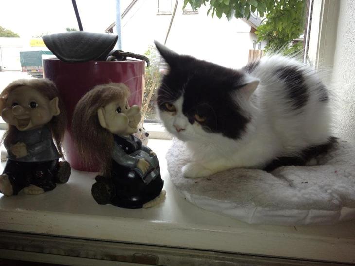 {{currentPhoto.altText}} billede {{currentPhoto.number}}