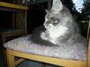 Maine Coon Edelweiss