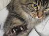 Maine Coon Engbergs Idefix