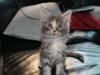 Maine Coon Sunway´s Duchess [ Himmelkat]