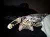 Huskat han katten Nanna