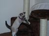 Ragdoll Princess #HIMMELENS STJERNE# R.I.P