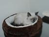 Ragdoll Zaki