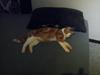 Huskat Garfield - R.I.P