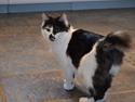 Kurilean Bobtail Dk Silky Catz Cirque du Soleil