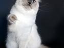 Ragdoll DK Big-Bang BigChrunch Yulla