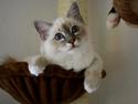 Hellig Birma Rokakitho's Figaro RIP <3