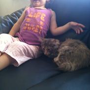 Maine Coon Smukke