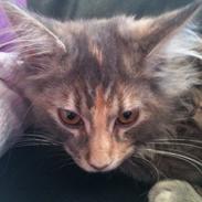 Maine Coon Smukke
