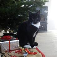 Blanding af racer Willy<3<3<3<3