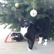 Blanding af racer Willy<3<3<3<3