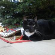 Blanding af racer Willy<3<3<3<3