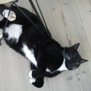 Blanding af racer Willy<3<3<3<3