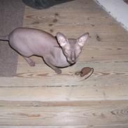 Sphynx (Choko) Gala BaldEra