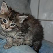 Maine Coon Tom