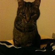 Blanding af racer Taz / minnimy.