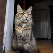 Maine Coon Chip