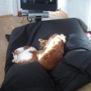 Huskat Sofus (Sofus tasten) !<3