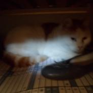 Huskat Sofus (Sofus tasten) !<3