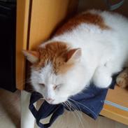 Huskat Sofus (Sofus tasten) !<3