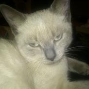 Blanding af racer Ida