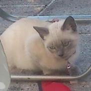 Blanding af racer Ida