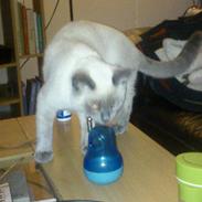 Blanding af racer Ida