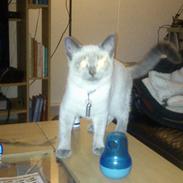 Blanding af racer Ida